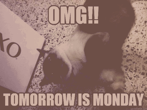 Kot odpoczywający na łóżku jutro poniedziałek